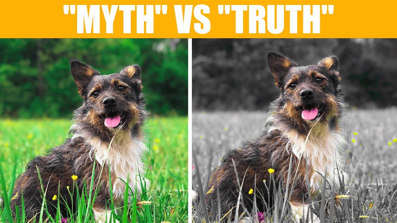 Stop Believing These 10 Dog Myths 🐶 YouTube