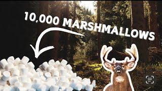 We left 10,000 Marshmallows in the Woods! -Here’s what happened! (Trail Camera Video)