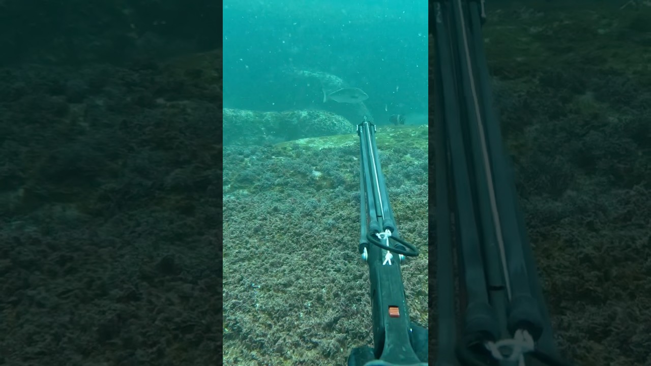 Spearfishing Bastard Trumpeter 