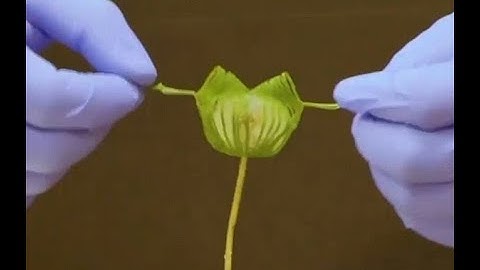 Kirigami-based multifunctional gripper with ultradelicacy, ultrastrength, and ultraprecision