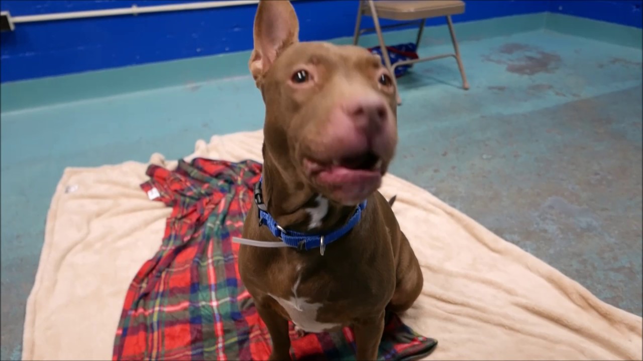 Sparkles - A1100433 - Brooklyn ACC camera iphone 8 plus apk