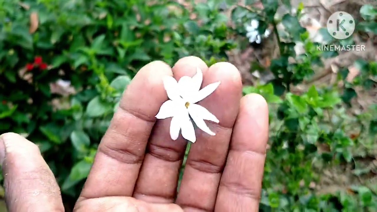 গ্রীষ্মের শুরুতেই অনেক বেশি ফুল পাওয়ার জন্য গাছের কয়েকটি কাজ এই সময় অবশ্যই করে নেব