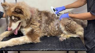 Severe Matted Hair on Husky Removal - Insane Transformation