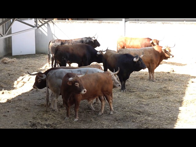 SF26:  Presentación Feria del Toro