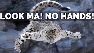 Snow Leopard Information | Habitat, Behavior, Facts And Conservation by Kitty County 4,707 views 3 years ago 11 minutes, 34 seconds