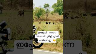 "wayanad wild elephants family bathing in forest river🐘🐘 #wayanad