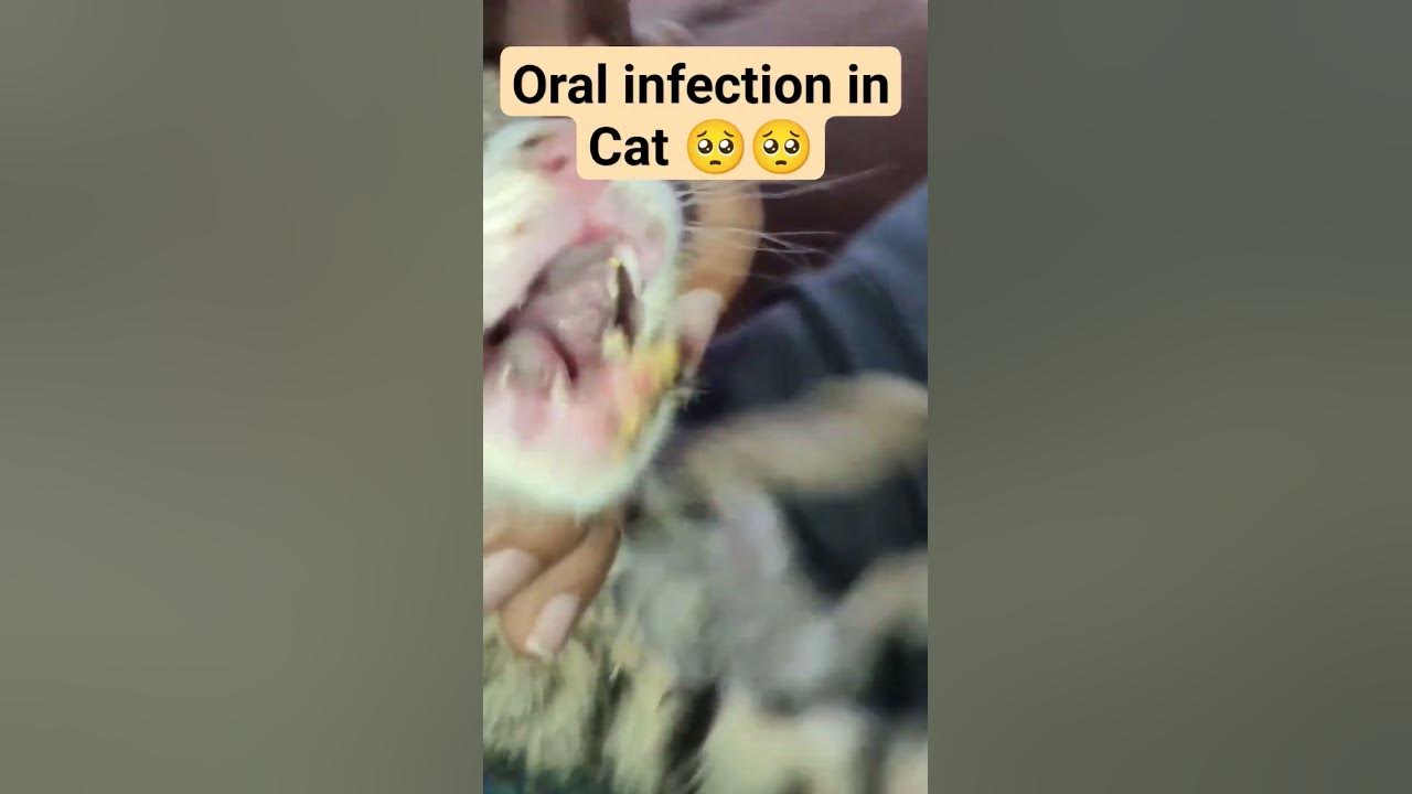 stray cat with oral infection cat mouth infection cat teeth