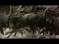 view Crocodile Snatches a Wildebeest Out of the Herd digital asset number 1