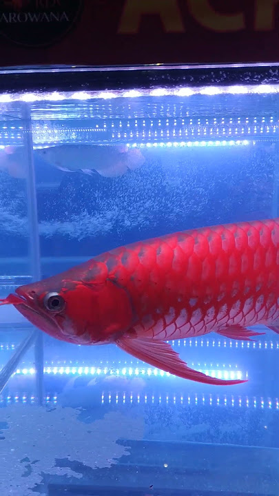 Arwana Super Red Juara 1 #fypシ #viral #fish #shorts #arowana #arwana#032