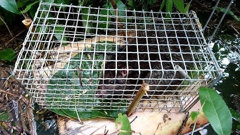 Bẫy chuột bằng bè chuối về nướng lu ăn hết 5 nồi cơm - đặc sản quê tôi