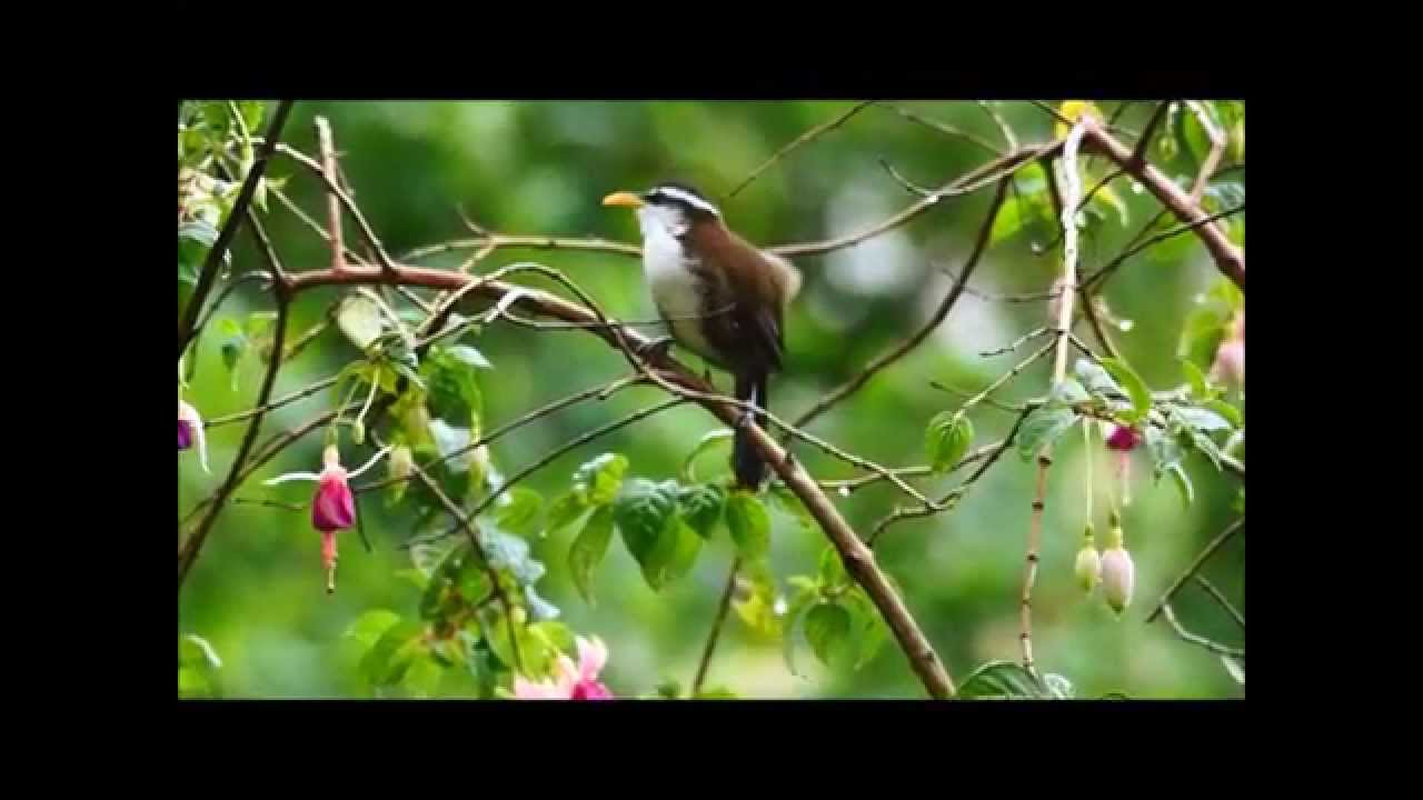 Schwarzschwanzsäbler / Sri Lanka Scimitar Babbler (Pomatorhinus melanurus)