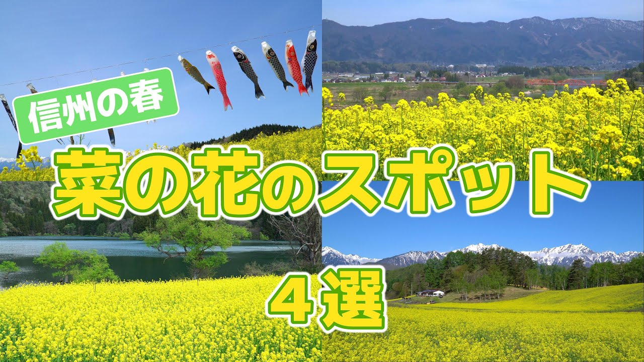 Natural Scenery] Four Recommended Spots for Springtime Rapeseed