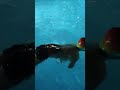 Swiming fun creator comedy funny masti ytshorts game swiming