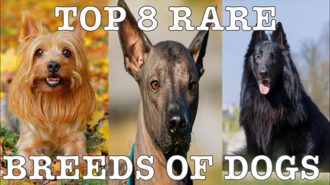 Top 8 Rare Breeds of Dogs in 2025