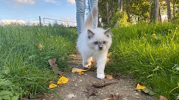 Can Ragdoll cats go outside?