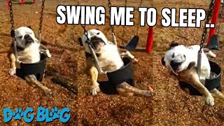 Bulldog is Completely Relaxed Swinging in Baby Swing at the Park shorts