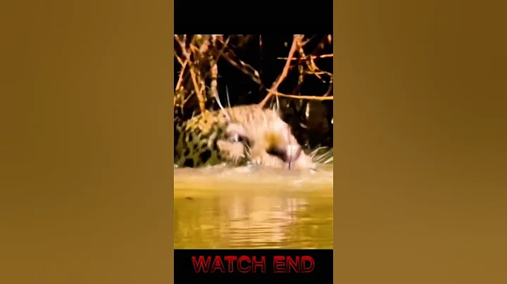 Cheetah vs Crocodile. #cheetahvscrocodile #cheetah #crocodile dile