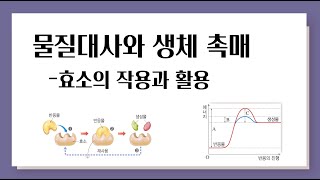 물질대사와 생체 촉매 l 효소의 작용과 활용