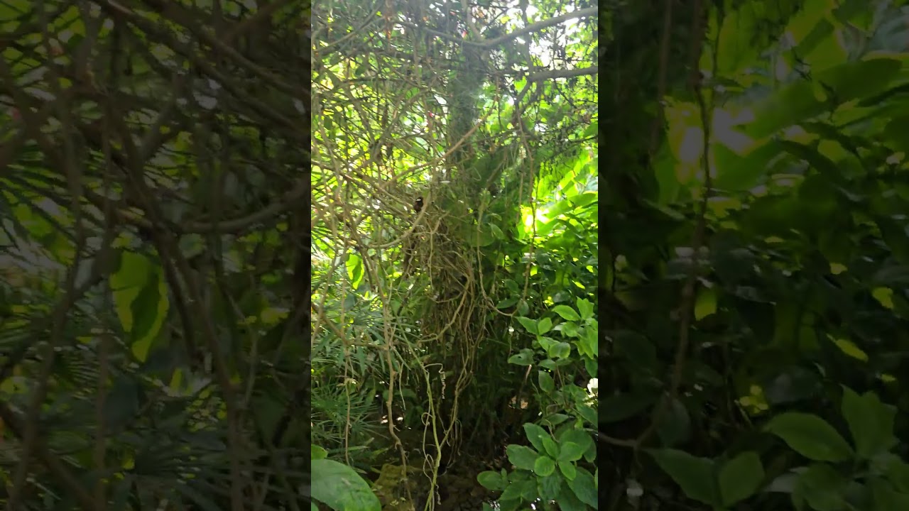 State Fair of Texas: Texas Discovery Garden Giant Butterflies!