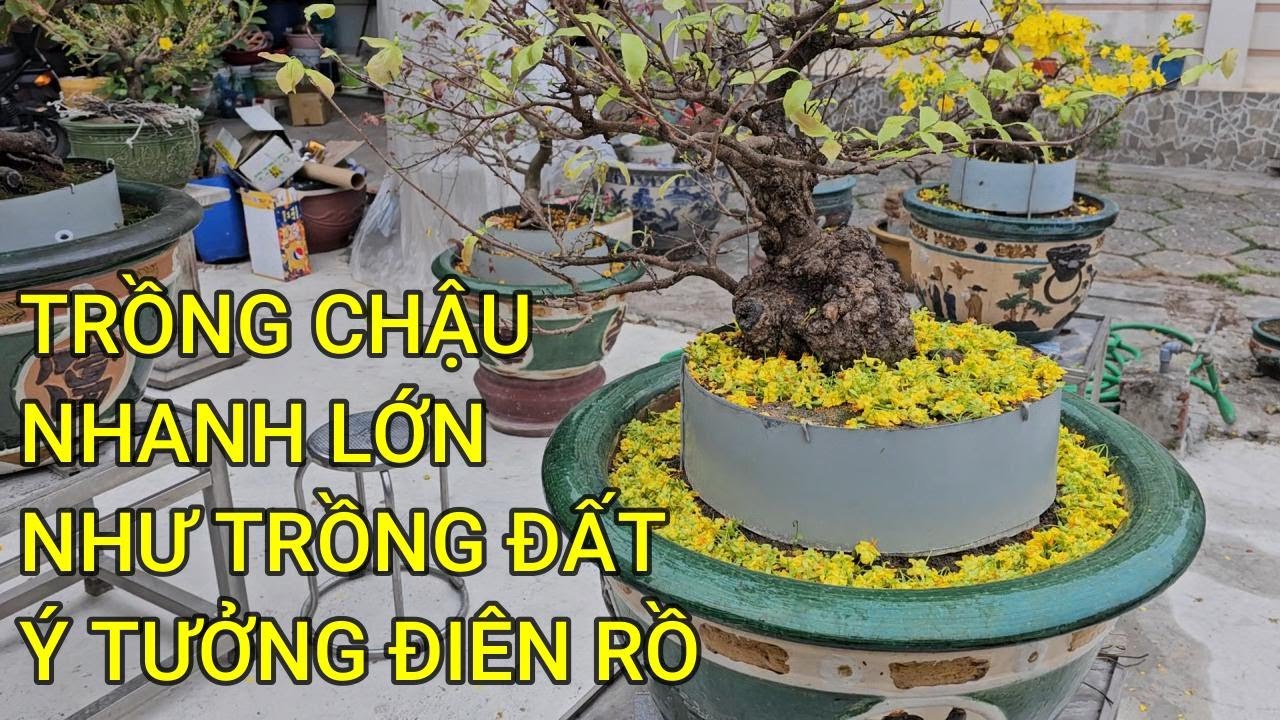 🔴 QBS24540 - Ý TƯỞNG TRỒNG CÂY TRÊN CHẬU MÀ LỚN NHANH NHƯ CÂY TRỒNG ĐẤT ...