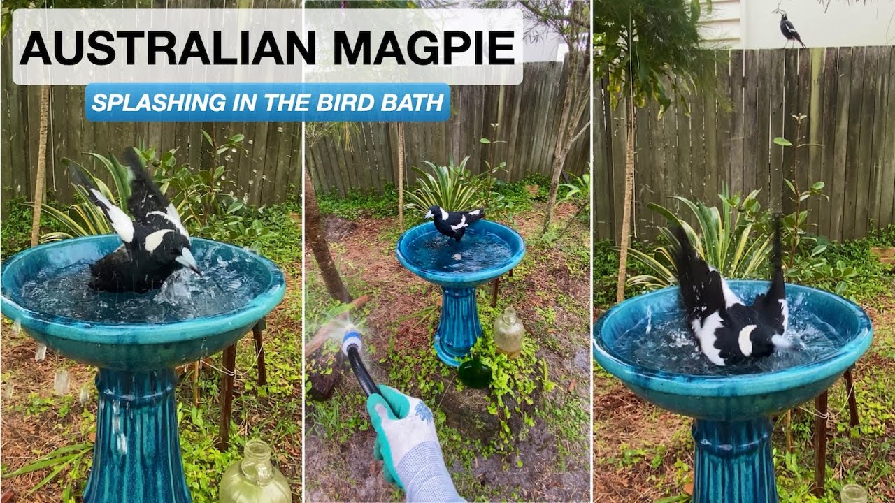 Australian Magpie Bird Bath | full video