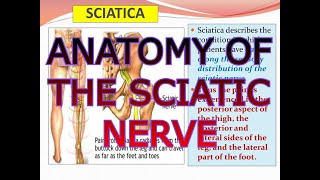 ANATOMY OF THE SCIATIC NERVE
