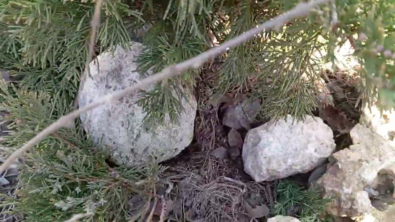 Оце набалакала ,майже про усе ,по секрету усьому світу ,😄😄😄