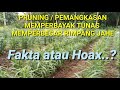 PEMANGKASAN / PRUNING BATANG JAHE DAPAT MEMPERBANYAK TUNAS DAN MEMPERBESAR RIMPANG, FAKTA ATAU HOAK?