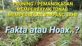 PEMANGKASAN / PRUNING BATANG JAHE DAPAT MEMPERBANYAK TUNAS DAN MEMPERBESAR RIMPANG, FAKTA ATAU HOAK?