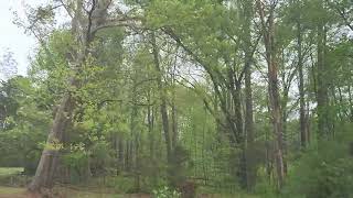 Timber - Storm in Tramway, NC - April 11, 2024