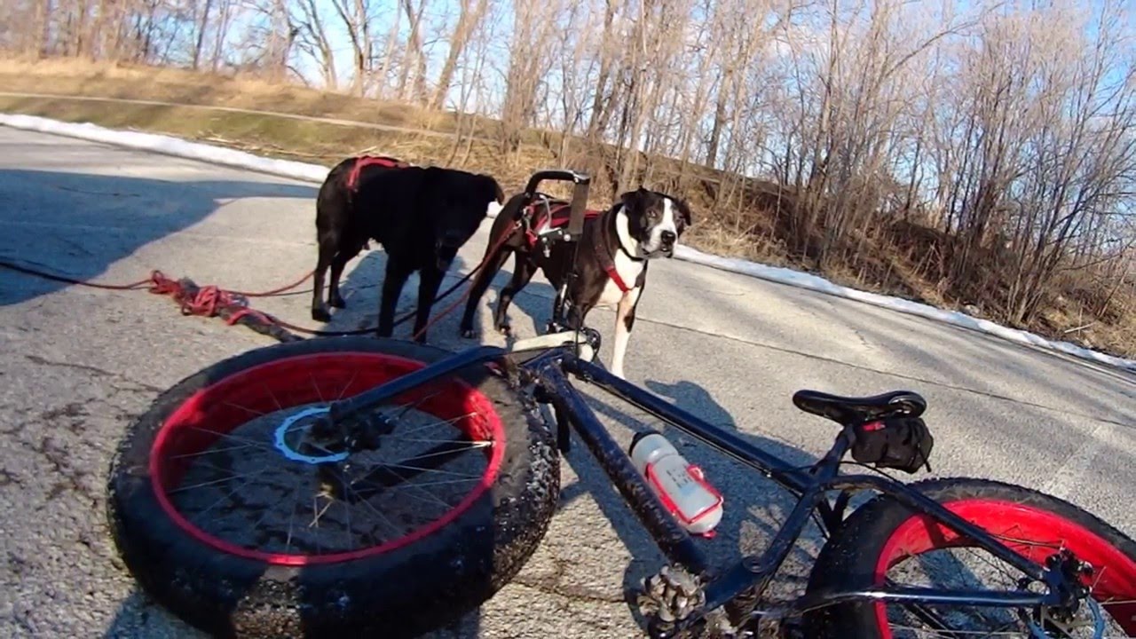 Fatty Fat Bike Bikejoring YouTube