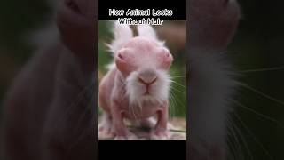 How Animal Looks Without Hair 😭😭 #shorts #factsmine #facts #trending #short #funpage #viral
