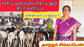 எளிய முறையில் கொடிஆடு கிடா மட்டும் வளர்த்து அசத்தும் சிங்கப்பெண் வருடம் என்ன வருமானம்