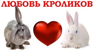 Любовь и кролики. Клип про любовь у кроликов. Повезет в любви? / Funny rabbits cute bunnies in love