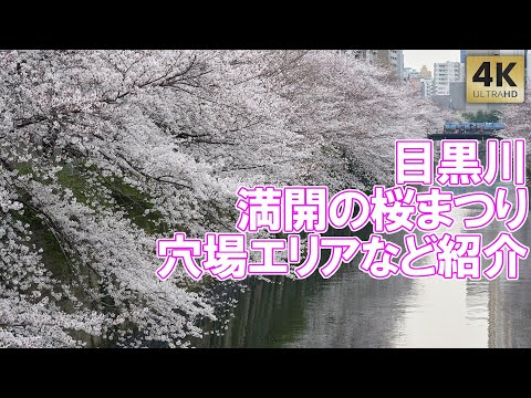 満開の桜！目黒川 桜まつり 穴場エリアも見れば分かる！ Tokyo,Meguro River Cherry blossoms in full bloom