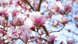 Peaceful Spring Vibes 🌼 Magnolia Blossoms &amp; Calm Background Music LIVE