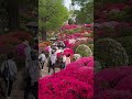 文京つつじまつり 2024