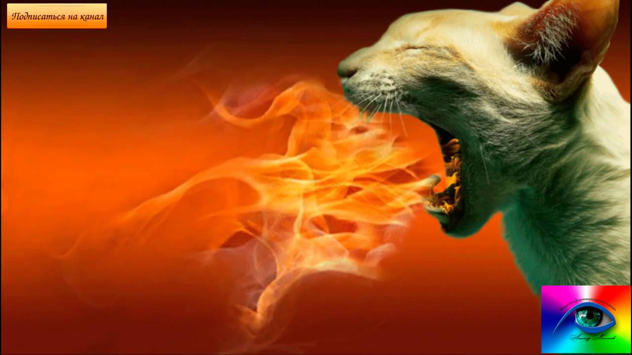 Укус паука отшельника диагноз лечение - YouTube