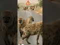 Bhediyaa Reaction Videos Shortsvideo Hyena L Funny Krugersightings Kruger Shorts Bhediyaa Reaction Videos Shortsvideo Hyena L Funny Krugersightings Kruger Shorts