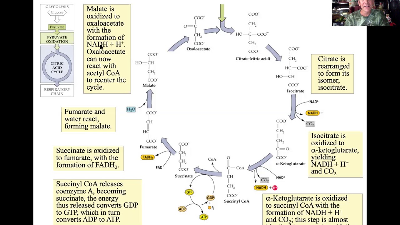 Cellular Respiration- II Citric Acid (Kreb's) Cycle - YouTube