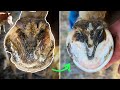 OVERGROWN HORSE HOOF TRIMMING // Pregnant horse with baby gets pedicure! // Satisfying