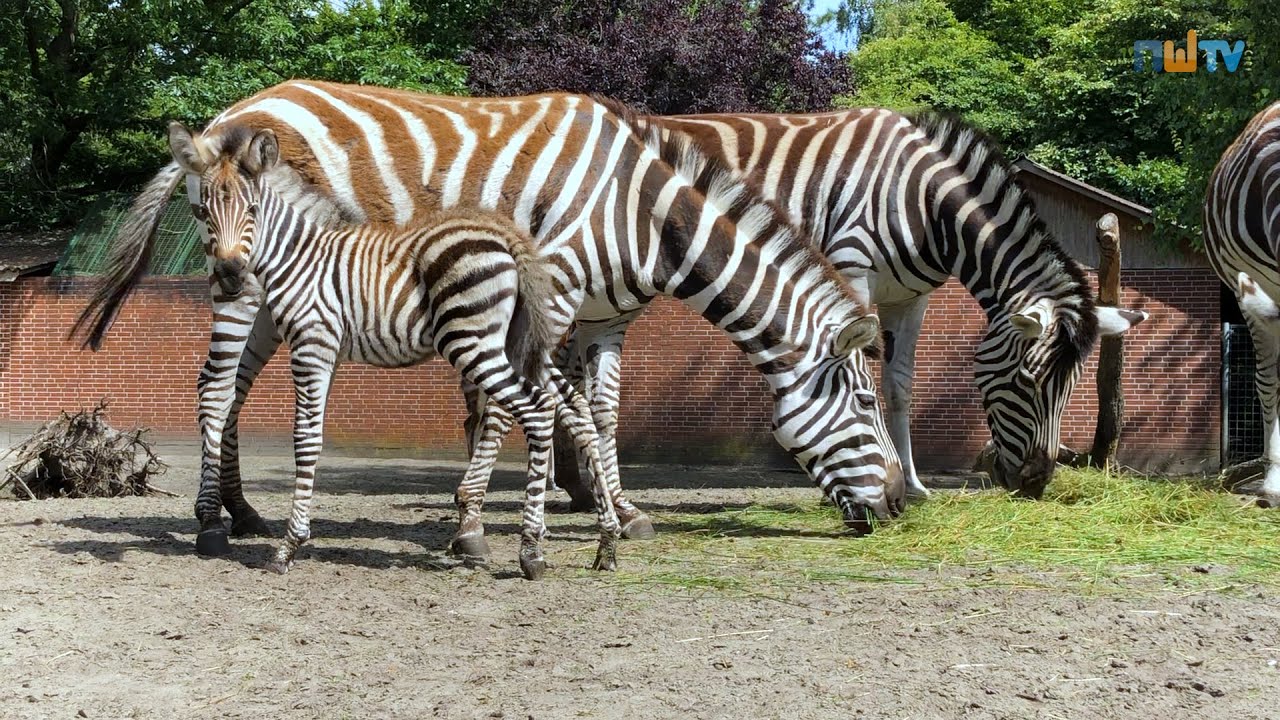 Zebrastute geboren - Tierpark Thüle sucht Namen