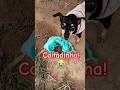 😭 NÃO PASSE ESSE VÍDEO! #like #petsfofinhos #pets #animaisengraçados #pet #2025 #agro #humor #shorts