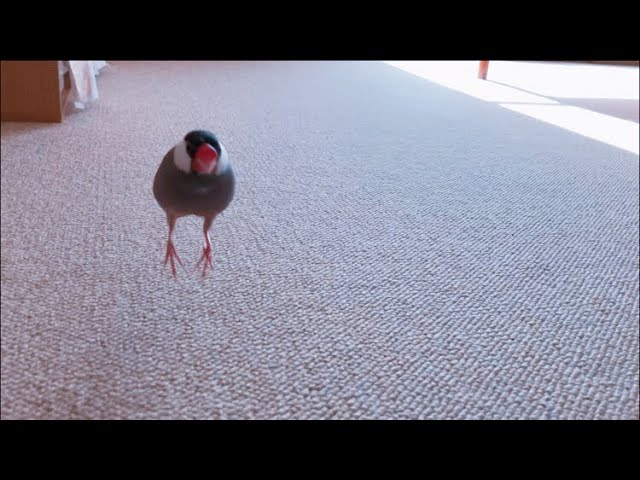 鞠みたいに跳ねてくる文鳥 あずき  Java sparrow