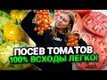 ПОСЕВ ТОМАТОВ НА РАССАДУ, 100% РЕЗУЛЬТАТ ЛЕГКО И ПРОСТО