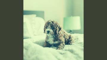 Scintillating Backdrops for Calming Pups