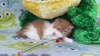 Exotic Shorthair Red and White Male kitten of Majestymeow