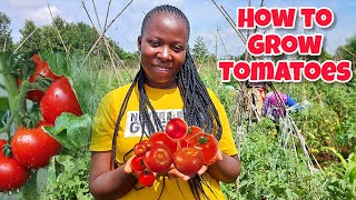 Grow lots of tomatoes...not leaves// Complete growing guide