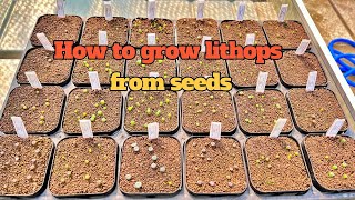 Sub) How to grow lithops from seeds l 리톱스 파종