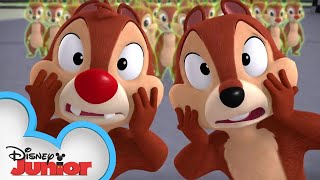 All Goofed Up! | Chip 'N Dale's Nutty Tales | Disney Junior